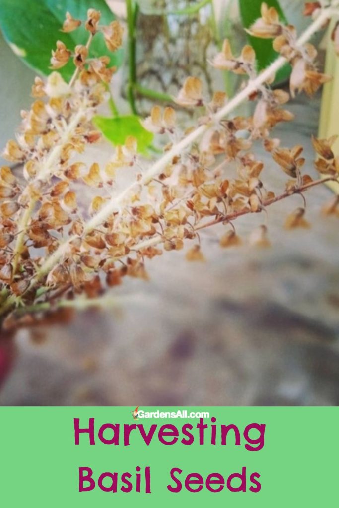 Dried basil inflorescence to harvest.
