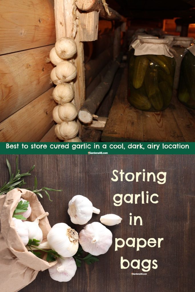 Best to store garlic in a cool, dark, airy location. Paper bags work for garlic storage. Roll the top for best results.