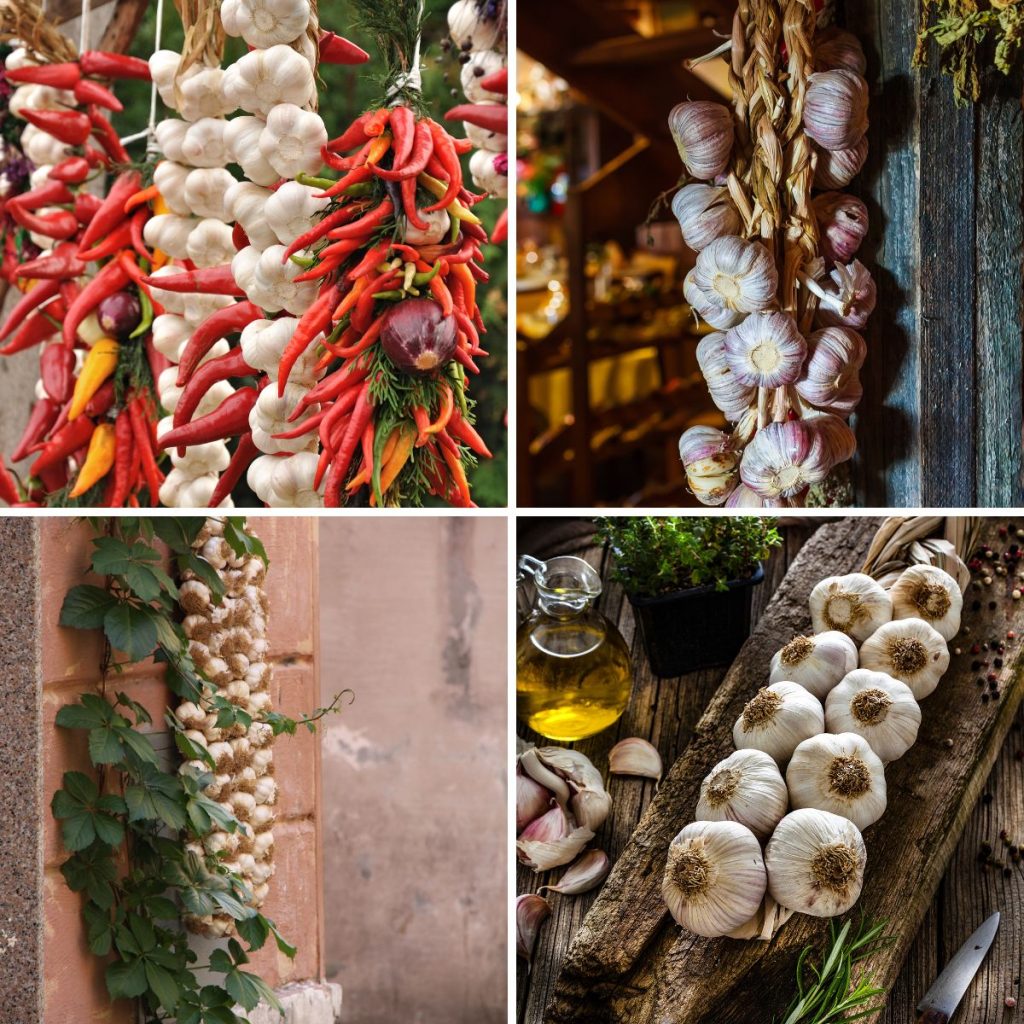 Drying and Curing Garlic After Harvesting More Than One Way GardensAll