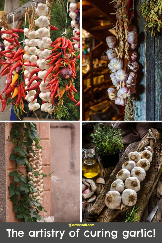The lovely artistry of curing garlic!