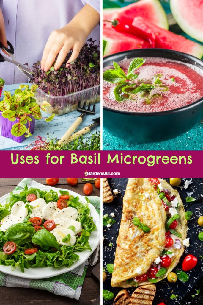 Uses for basil microgreens