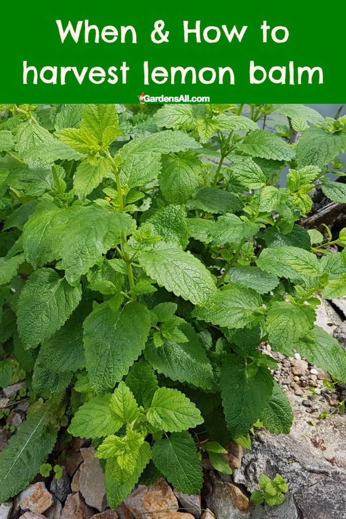 Growing lemon balm.