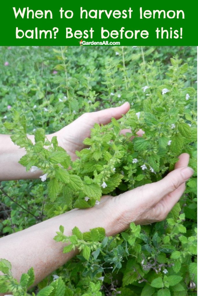 Best to harvest lemon balm before it flowers.
