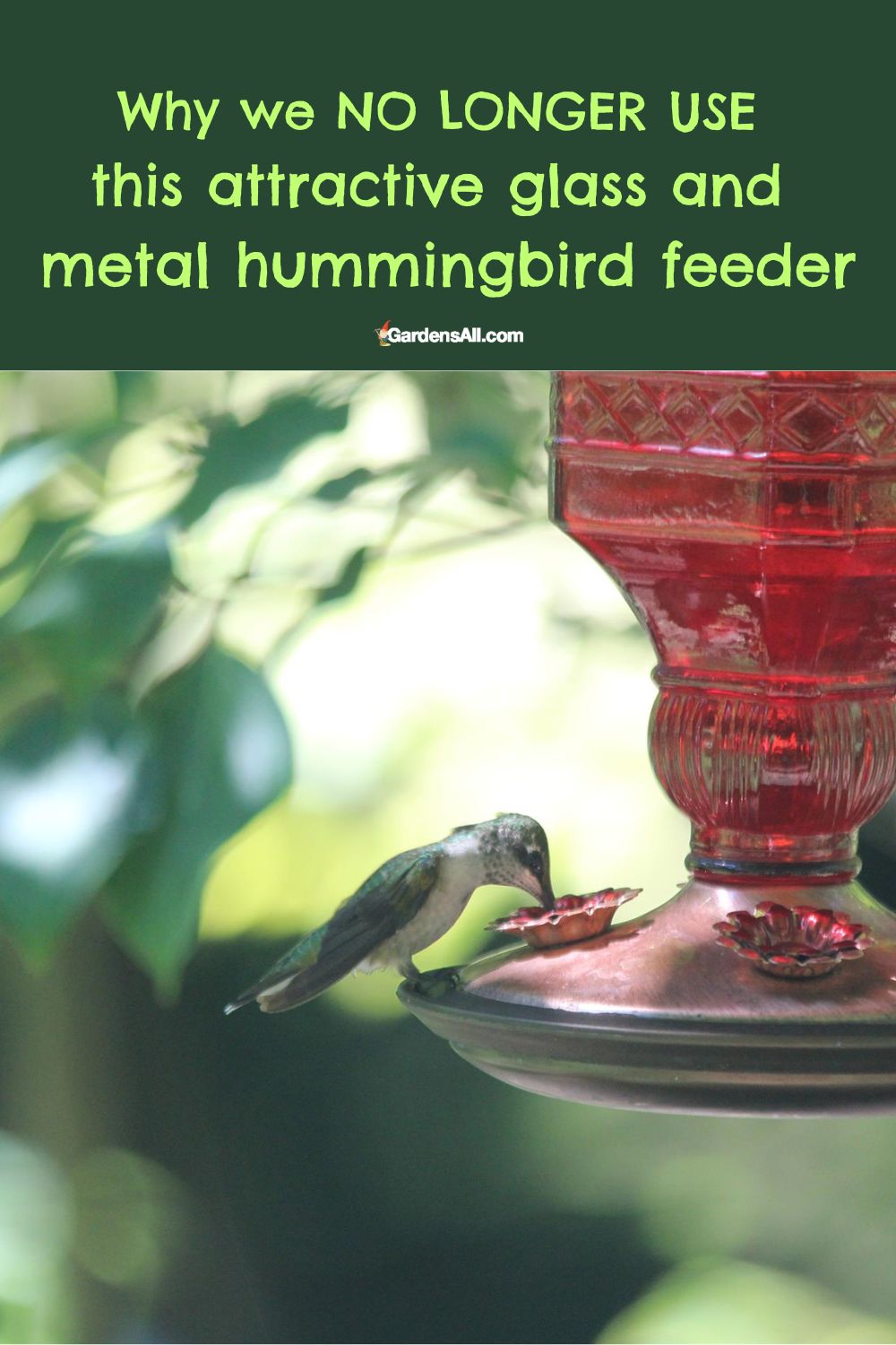Reasons To Avoid Using Metal Hummingbird Feeders Here's Why GardensAll