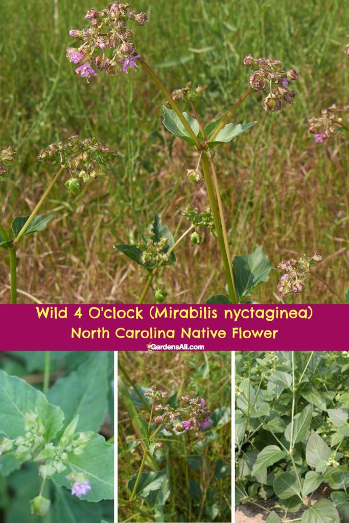 Wild 4 O'clock (Mirabilis nyctaginea), North Carolina Native Flower