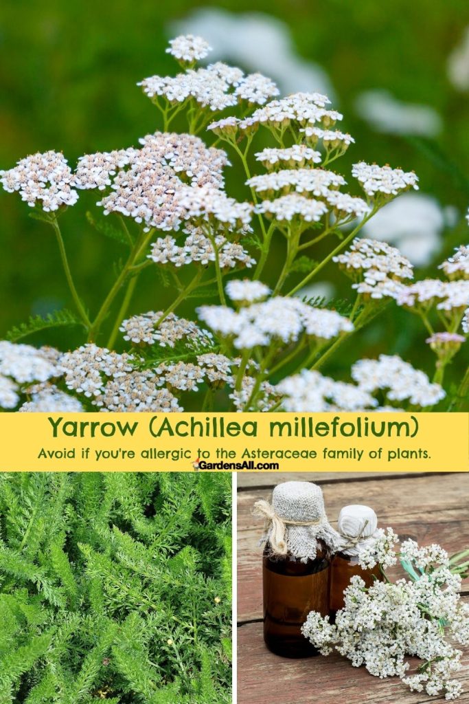 Yarrow (Achillea millefolium) is a helpful herb for seasonal allergies. AVOID if you're allergic to members of the Asteraceae family.