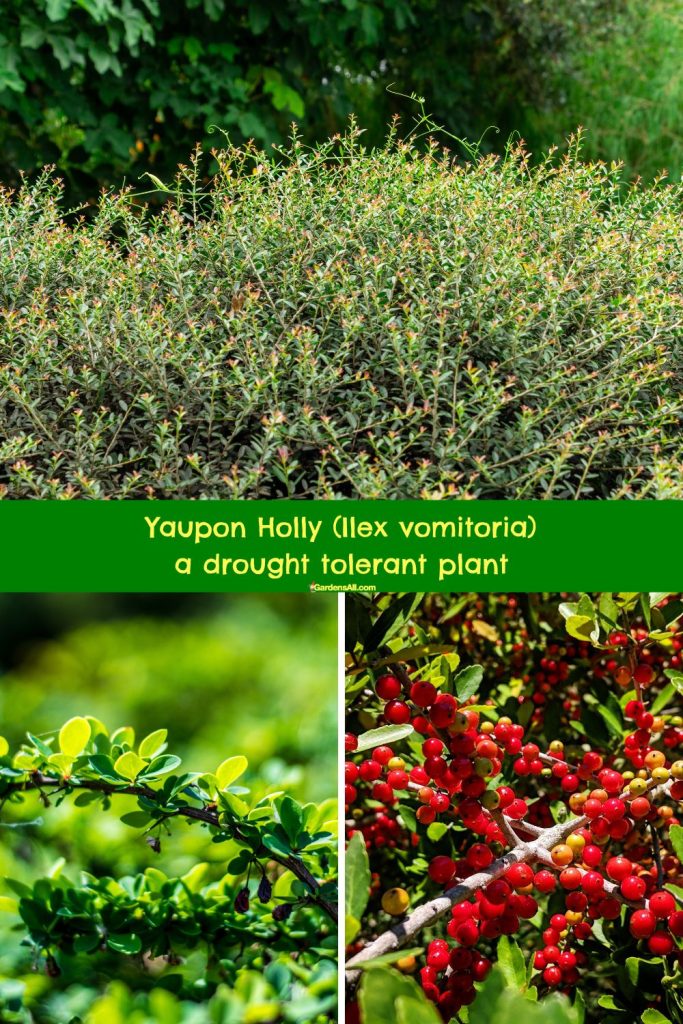 Yaupon Holly, Ilex vomitoria, a drought tolerant plant.