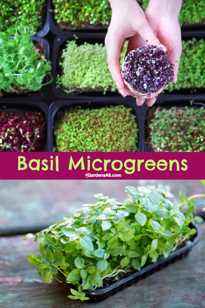 Purple and green basil microgreens pictured with other microgreens