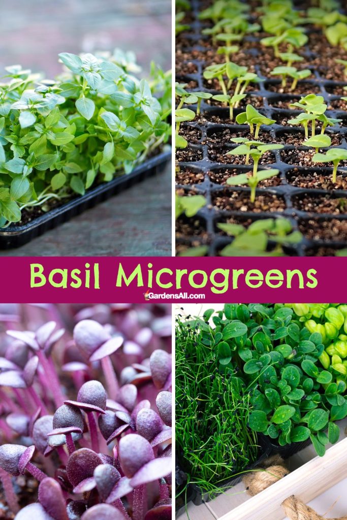 Purple basil microgreens and green basil microgreens.