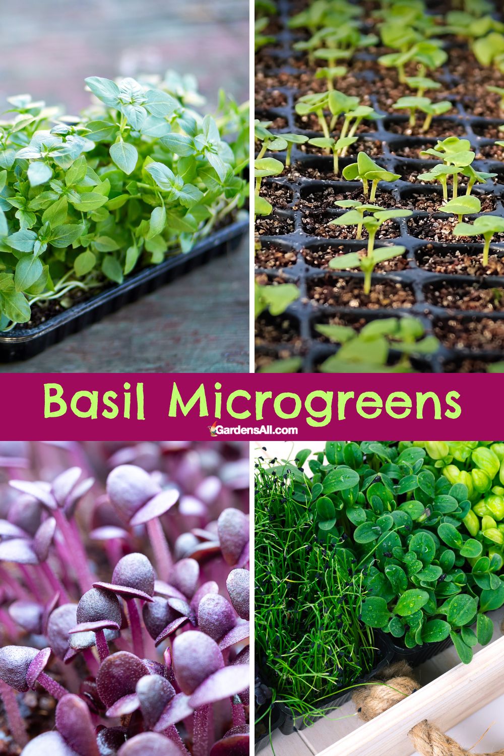 How to Grow Basil Microgreens An Easy and Inexpensive Superfood