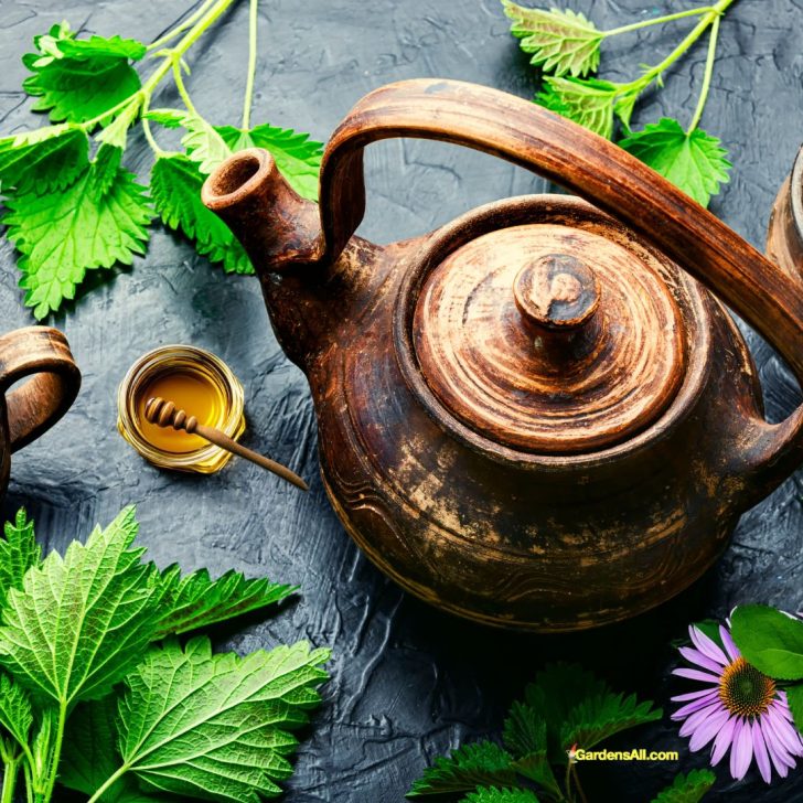 tea kettle with herbs for seasonal allergies-1440x1080