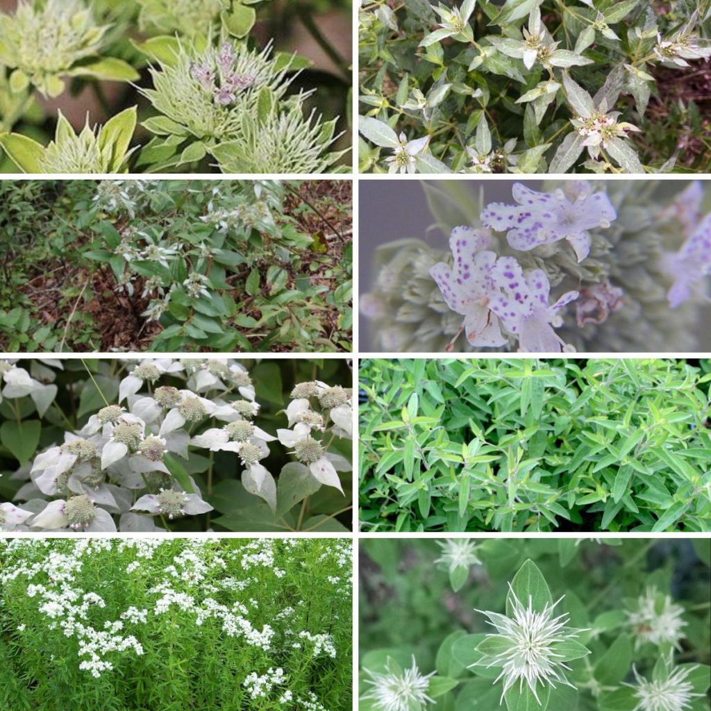 mountain-mint-uses-and-varieties-rank-best-for-pollinators-gardensall