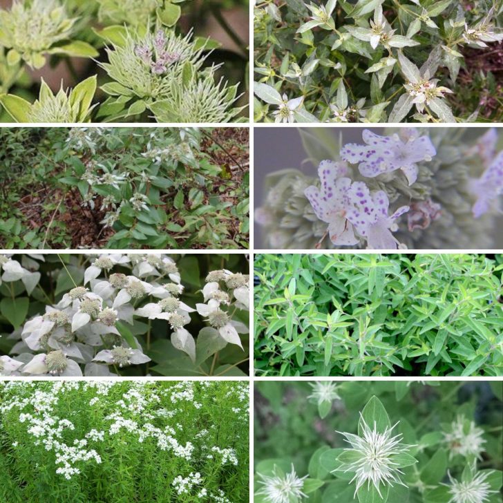 Mountain Mint Uses and Varieties Rank Best for Pollinators