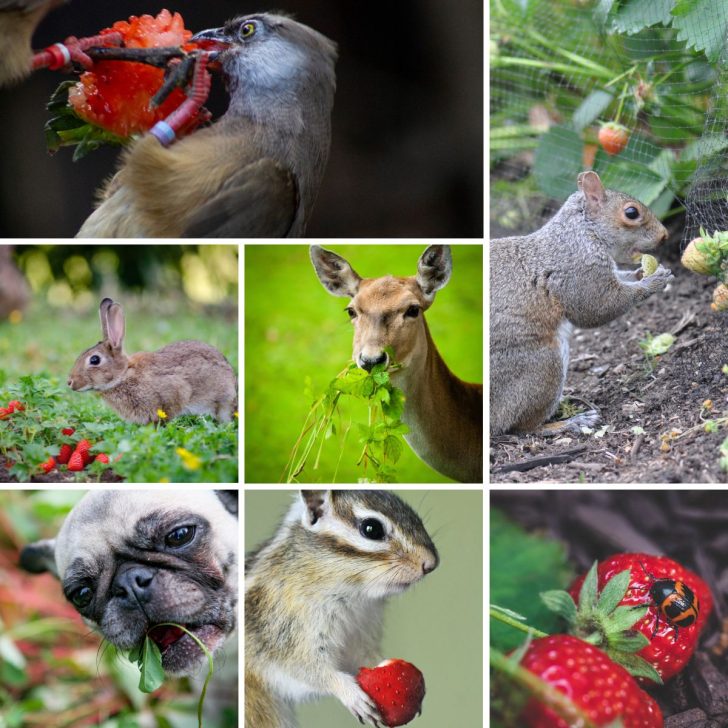 animals that eat strawberries