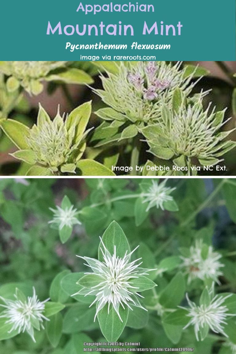 Mountain Mint Uses and Varieties Rank Best for Pollinators GardensAll