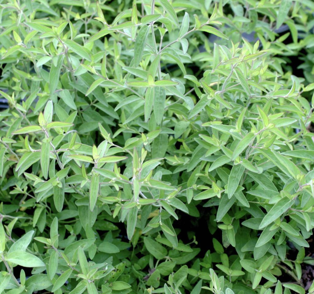 Appalachian Mountain Mint, Pycnanthemum flexulosum. Image via RareRoots.com<span class=