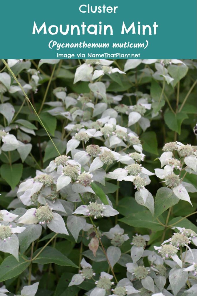 Cluster Mountain Mint, (Pycnanthemum muticum). Image via NameThatPlant.net