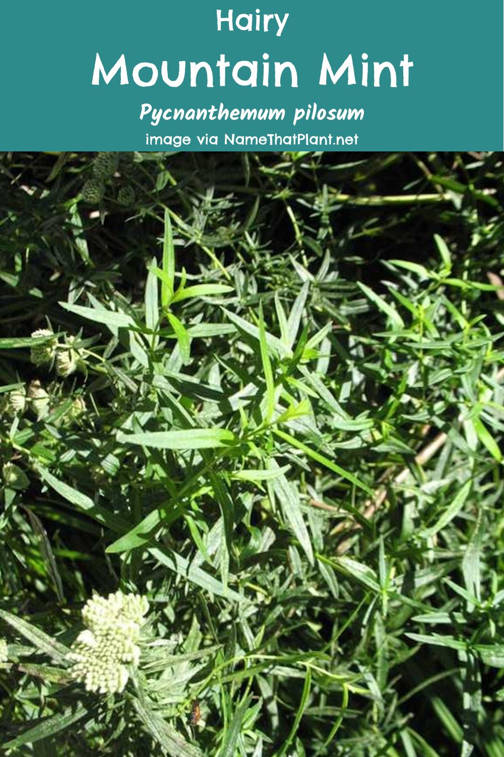 Mountain Mint Uses and Varieties Rank Best for Pollinators GardensAll