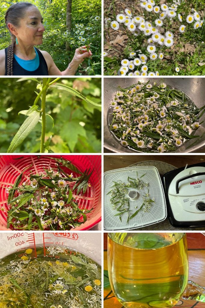 LeAura is 5'1" standing by a daisy fleabane that's almost as tall. Making daisy fleabane tea.
