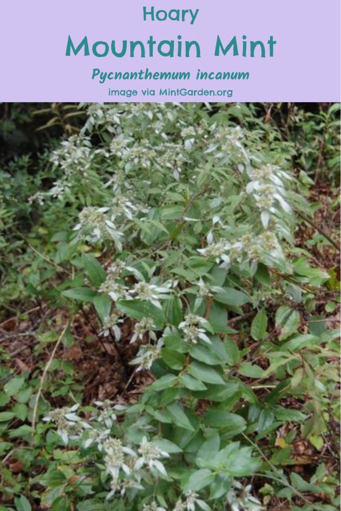 Hoary Mountain Mint, (Pycnanthemum incanum)