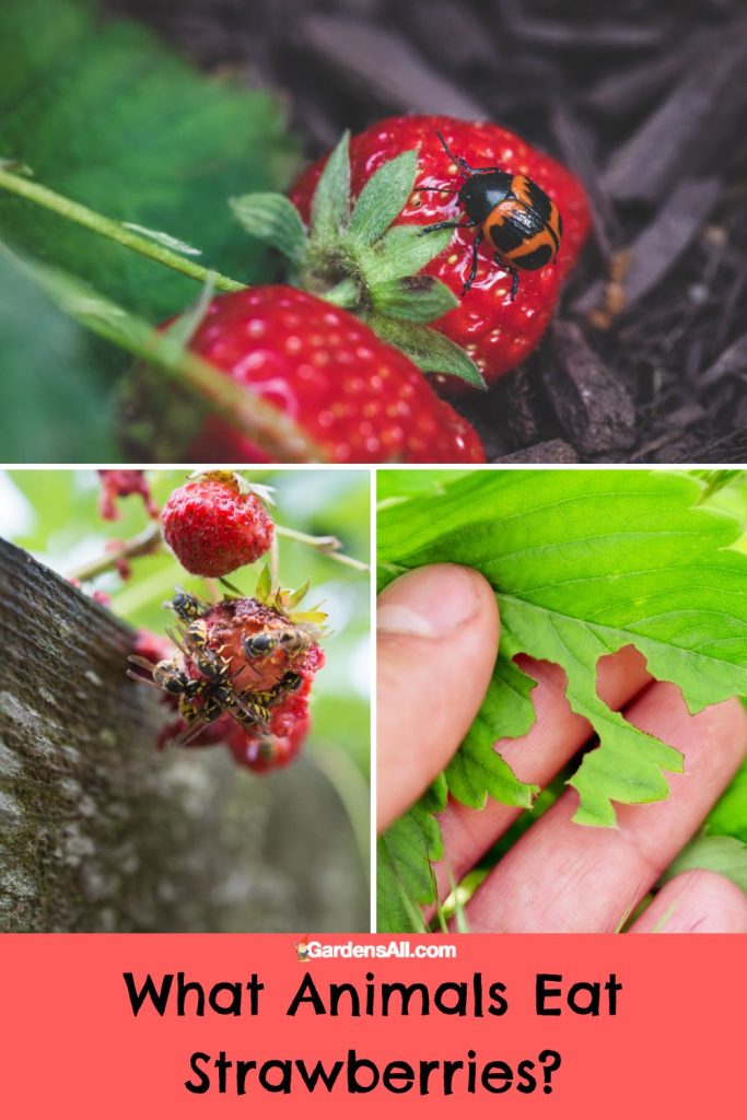 Some insects will eat strawberries. 
