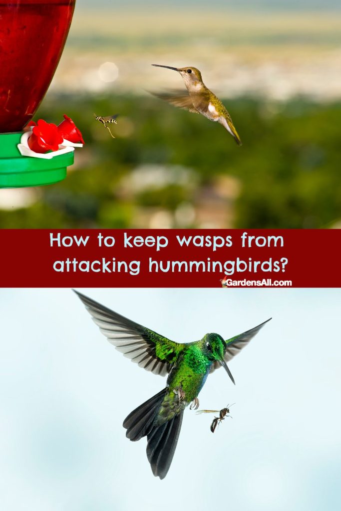 How Do You Keep Wasps Away From Hummingbird Feeders?