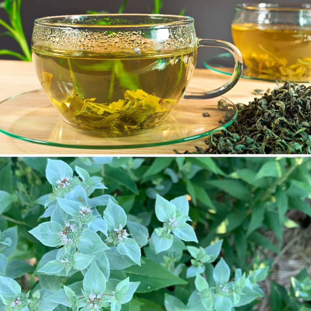 Mountain Mint Tea Recipes and Benefits GardensAll