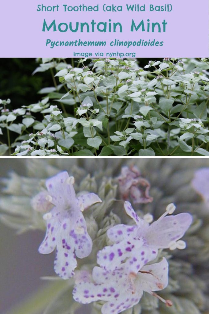 Short Toothed (aka Wild Basil) Mountain Mint, (Pycnanthemum clinopodioides). Image via nynhp.org