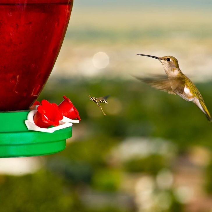 wasp and humminbird lined up at hummingbird feeder