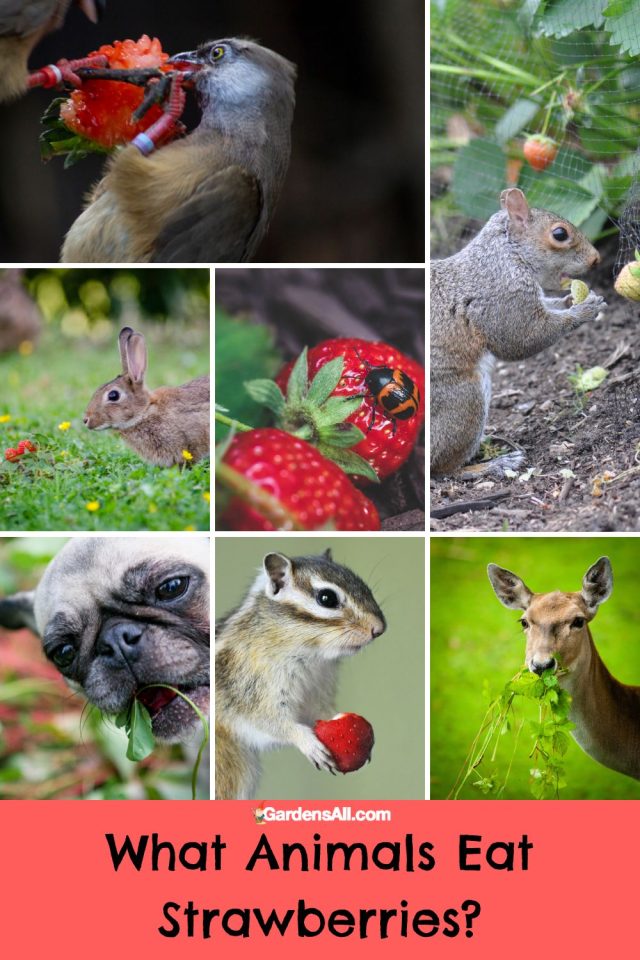 What Animals Eat Strawberries and How to Protect Them