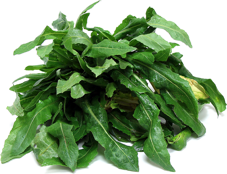 Wild lettuce, ready for salad or cooking. Image by Specialty Produce