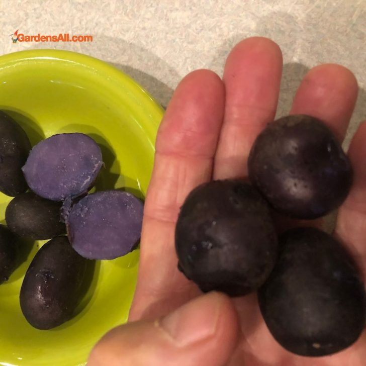 nutritional benefits of Purple potatoes