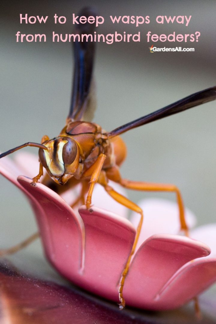 How Do You Keep Wasps Away From Hummingbird Feeders?