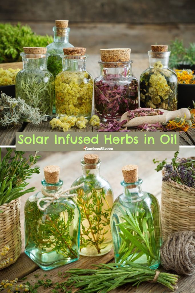 Solar infused herbs in oil. Beautiful bottles of herbal infusions sitting outside in the sunlight.