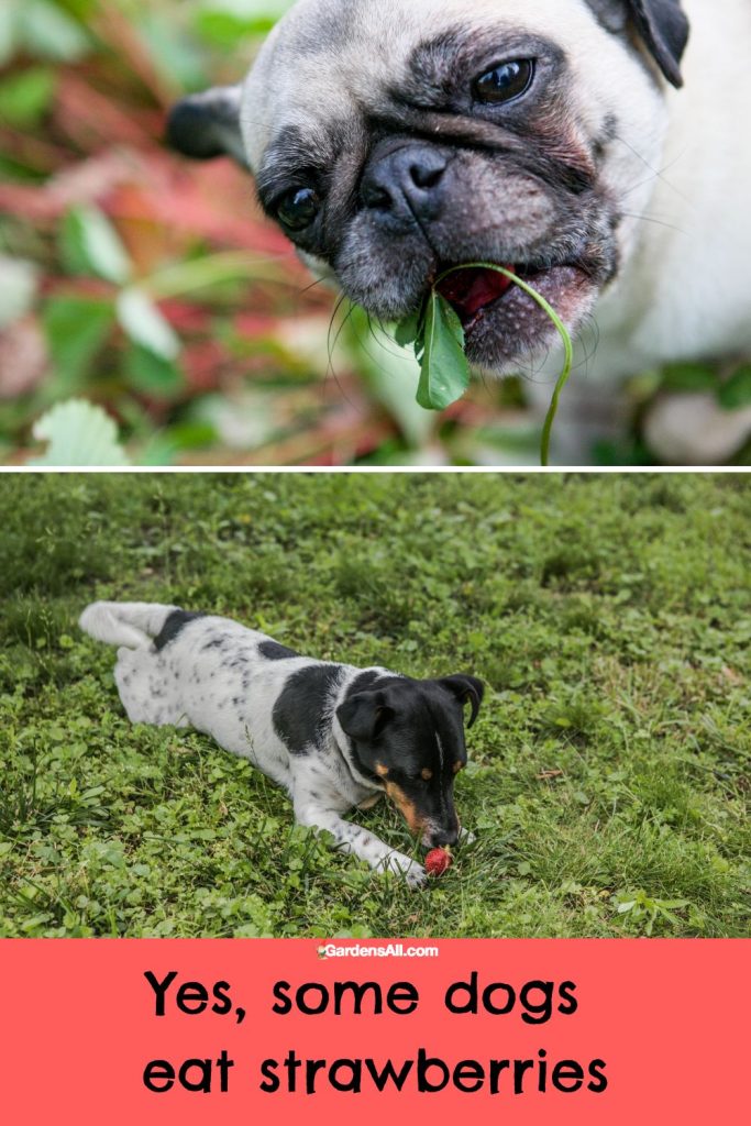 Yes, some dogs will eat strawberries