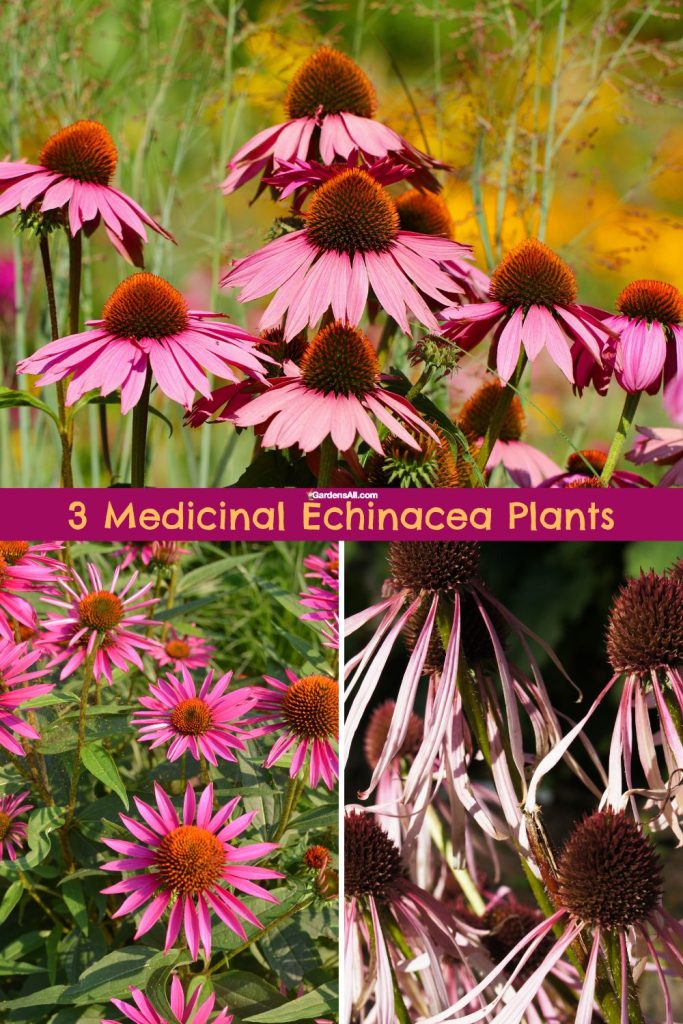 3 Medicinal Echinacea Plants: E. purpurea, E. angustifolia & E. padilla