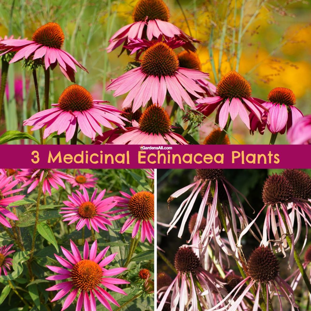 medicinal-echinacea-plants-the-3-most-popular-varieties-gardensall