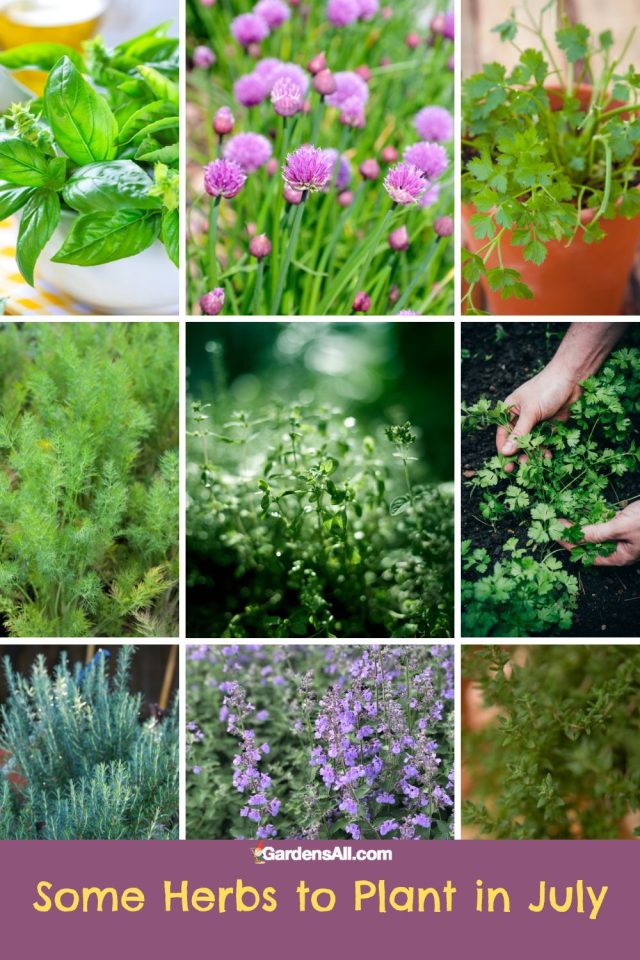 Wondering What to Plant in July? Here are Some Ideas GardensAll