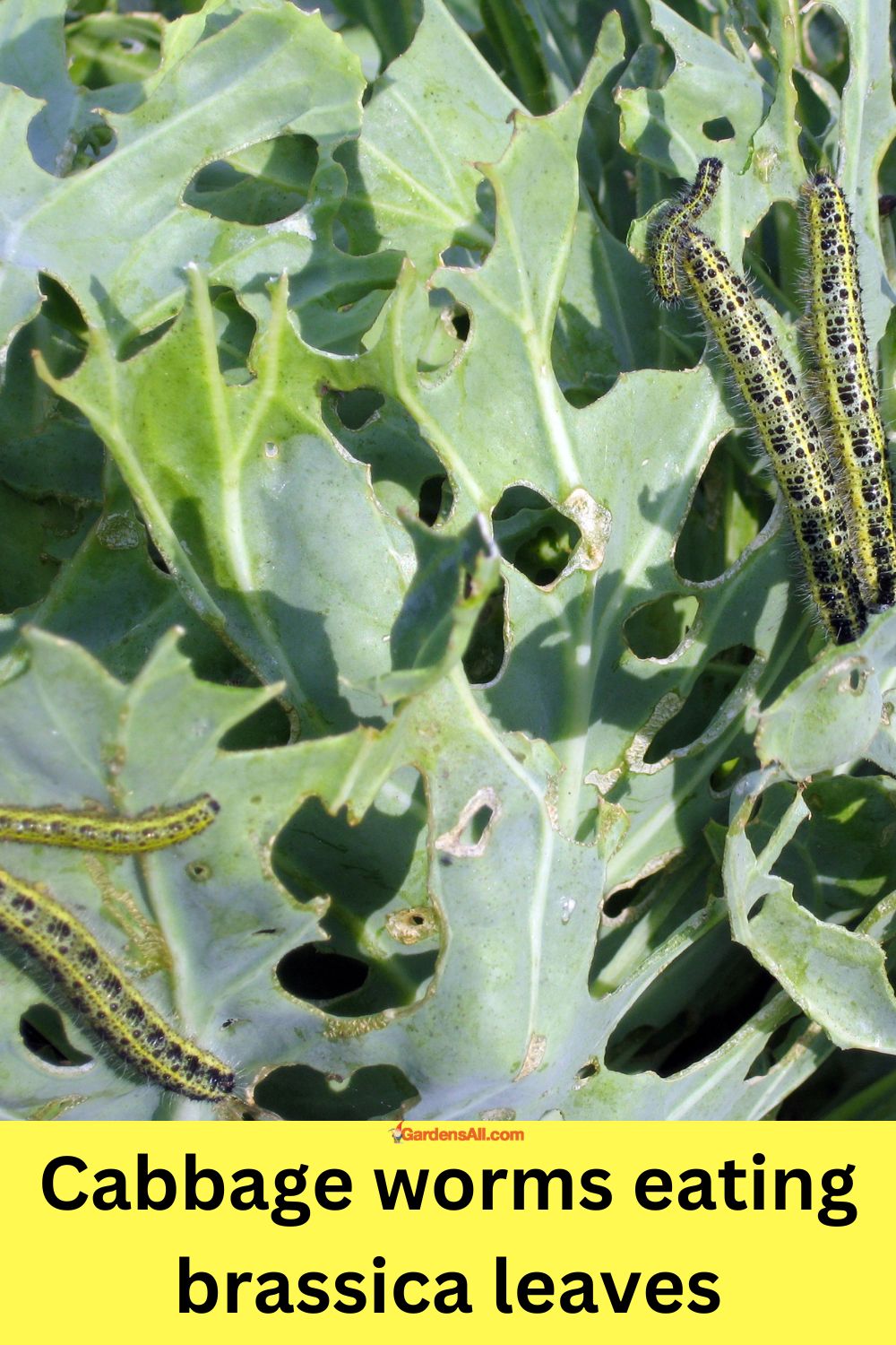 How to Get Rid of Cabbage Worms Naturally (& Prevention) GardensAll