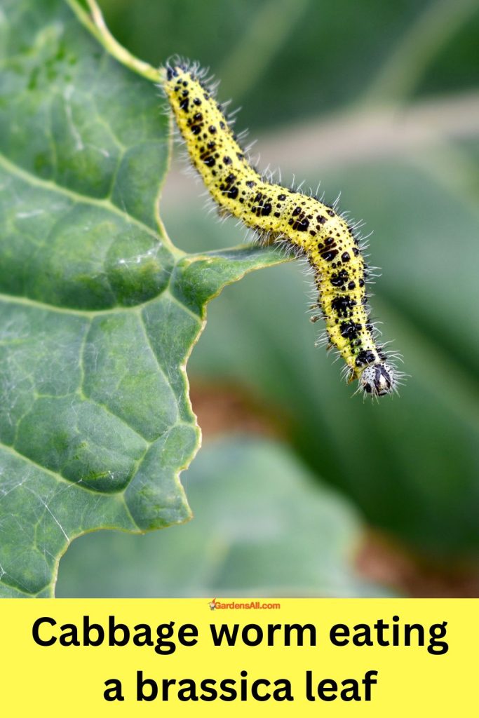 Cabbage worm eating a brassica leaf