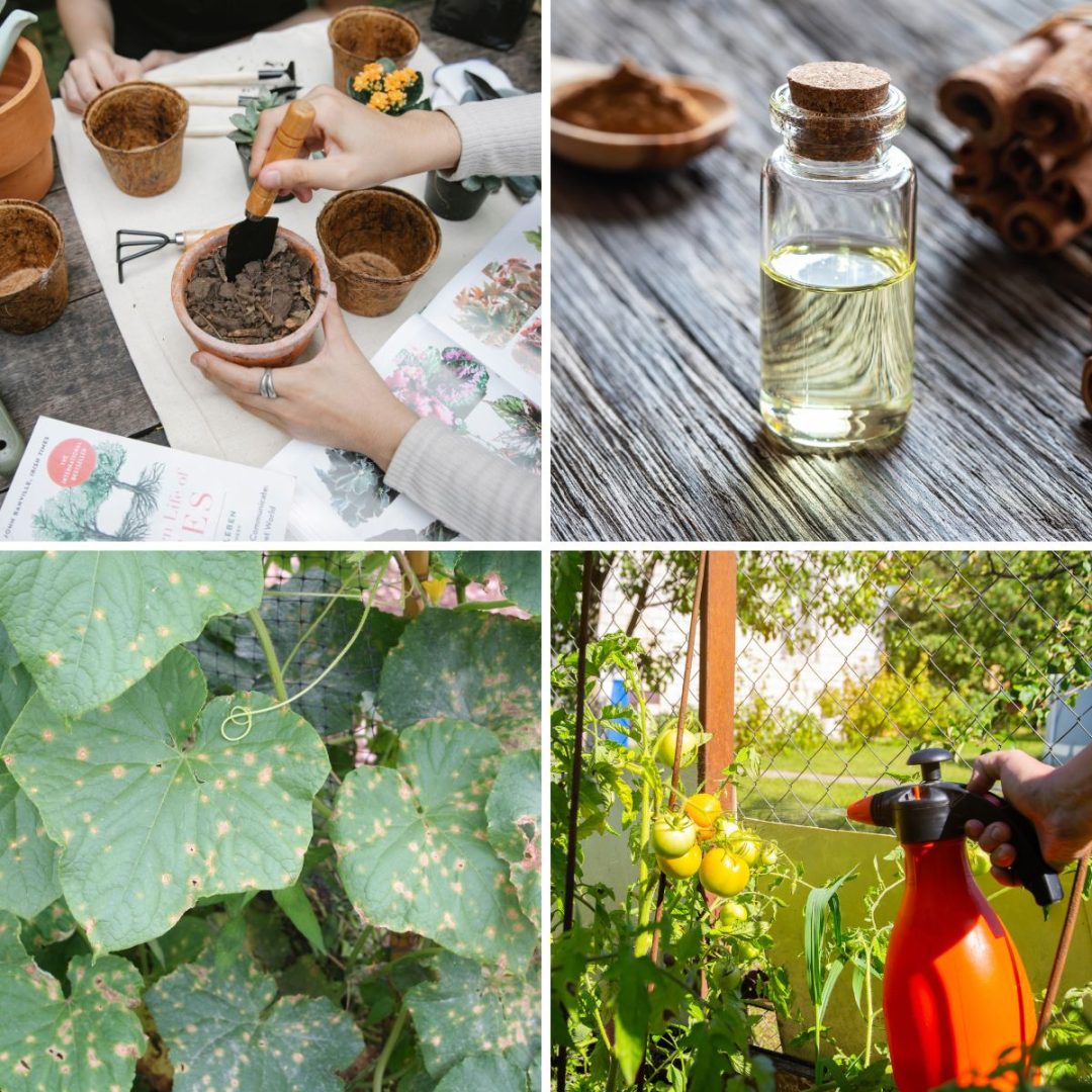 How to Use Cinnamon for Plants + Uses and Benefits GardensAll