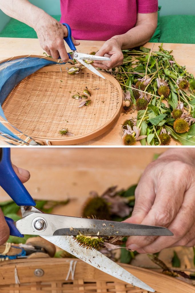 Cutting Echinacea flowers can be done before or after drying.