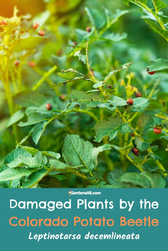 Damaged Plants by the Colorado Potato Beetle