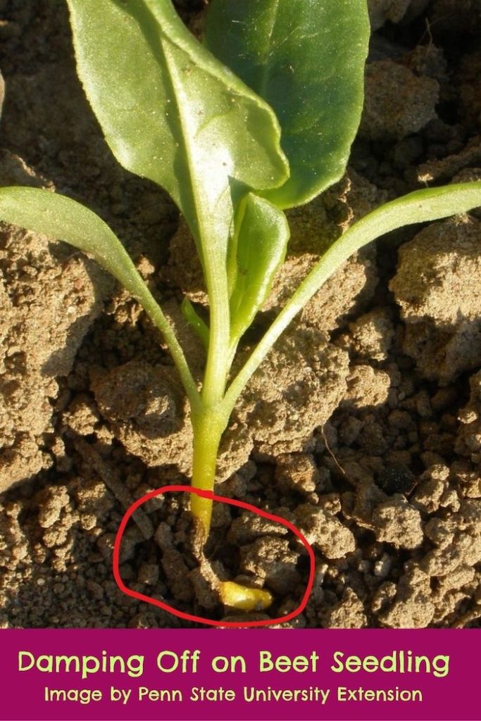 Damping Off on Beet Seedling Image by Penn State University Extension