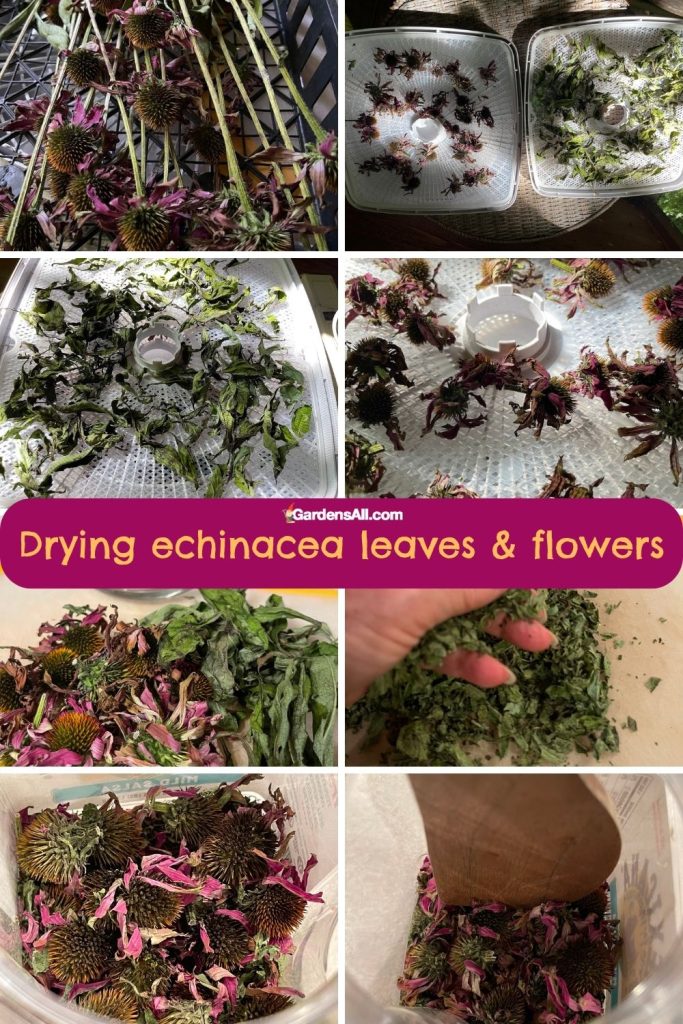 How To Dry Echinacea Flowers For Tea Best Flower Site