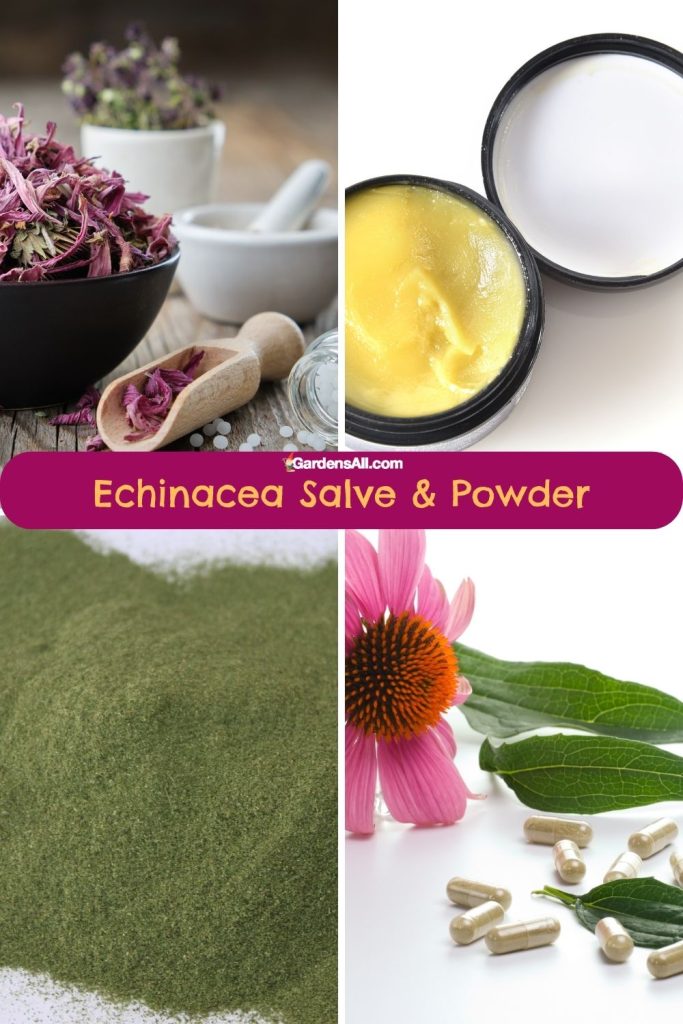 Echinacea Salve, Powder & Capsules