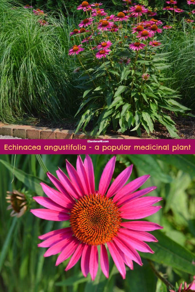 Echinacea angustifolia-a popular medicinal plant