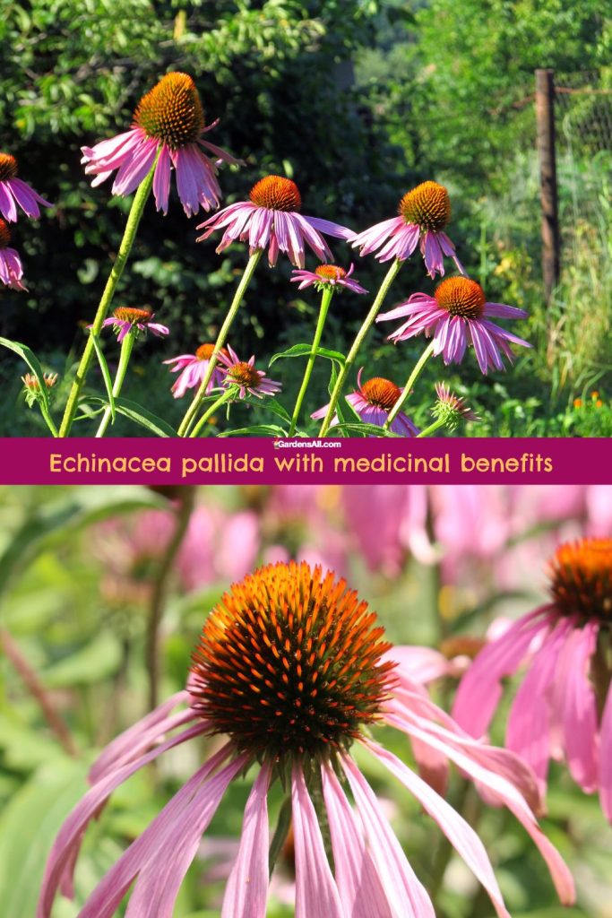 Echinacea pallida-a popular medicinal plant