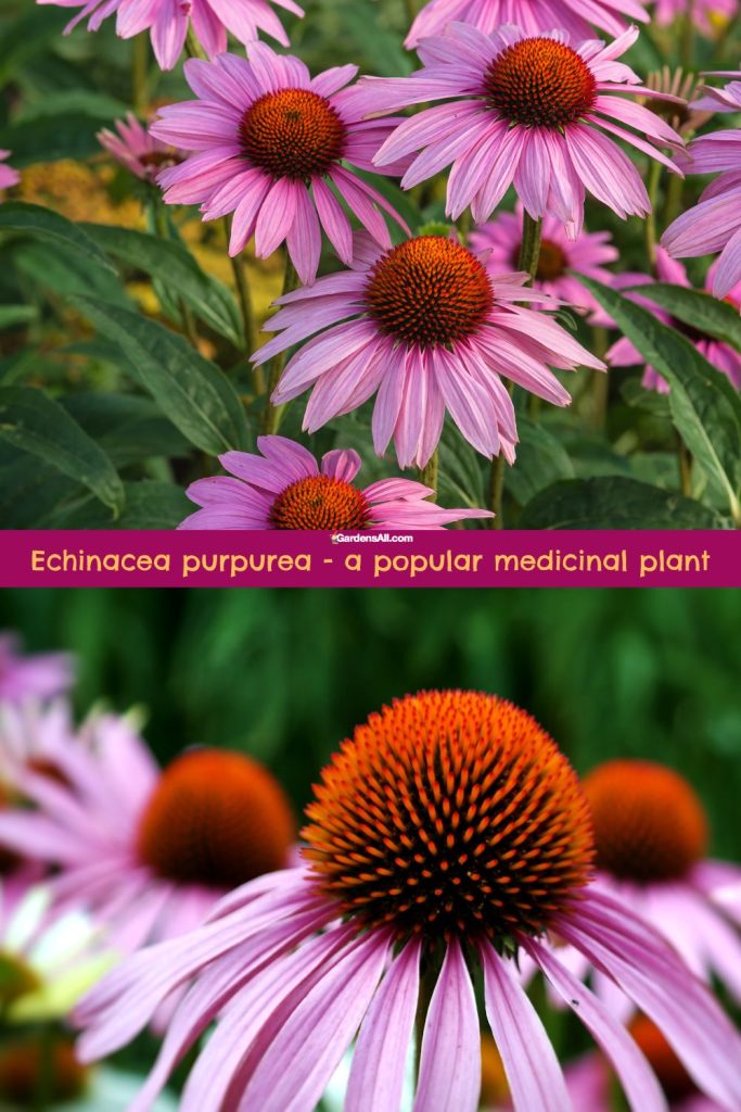 Echinacea purpurea - a popular medicinal plant