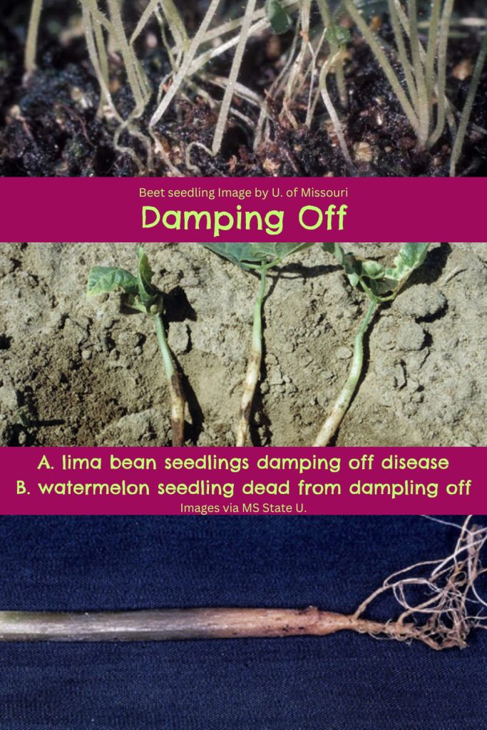 Examples of symptoms of damping off disease in plants.